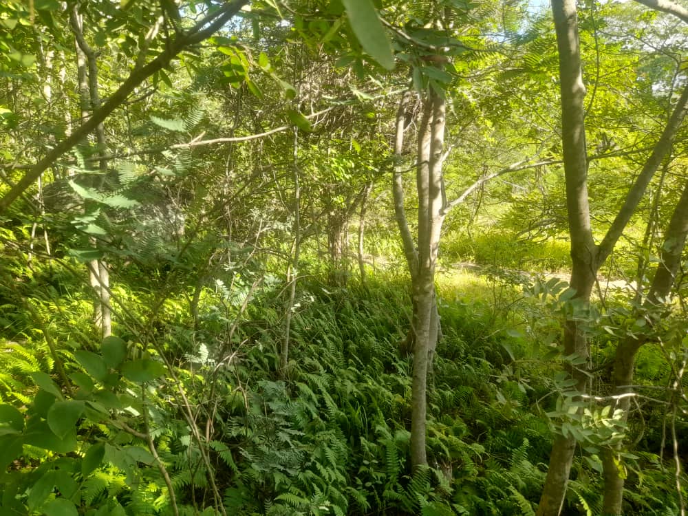 Pasichigare Park scene 5